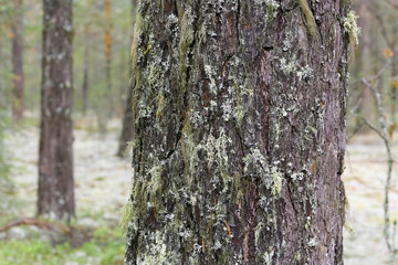The trunk of a coniferous tree