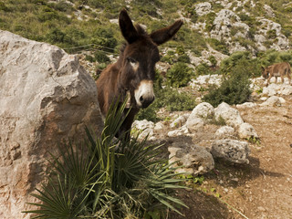 Wanderung durch die Serra de Tramuntana auf dem Wanderweg GR 221
Spanien, Mallorca