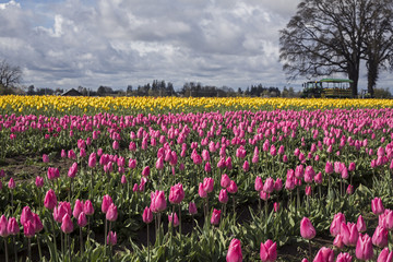 Fototapeta na wymiar Rows of Vibrant Christmas Dream/Cherry Pink Colored Tulips Background of Golden Emperor Yellow Tulips, Blue Sky White Clouds, No People, Daytime - Wooden Shoe Tulip Farm, Oregon (HDR Image)