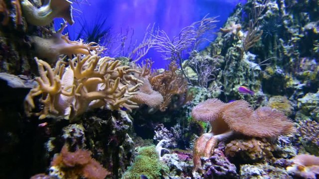 Bright fish on  background of coral in  aquarium