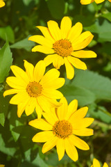 Three yellow flowers