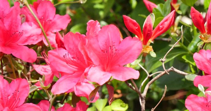 Coming Springtime with red azaleas in a beautiful garden