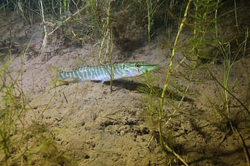 Underwater fish fresh water algae
