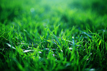 Background texture of fresh spring green grass
