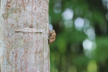 cicada