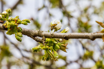 Blossomed flowers in the gardens of Ukraine. April 2017