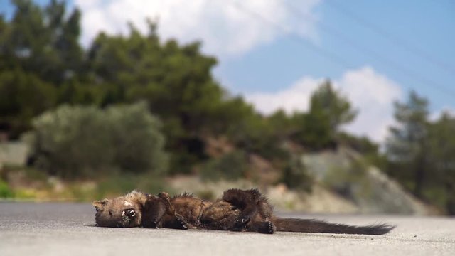 Roadkill: Death animal lying on a street with flys. 4K Video footage