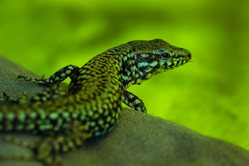 Wall lizard