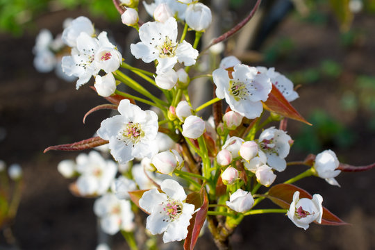 Pear tree flowers and buds
