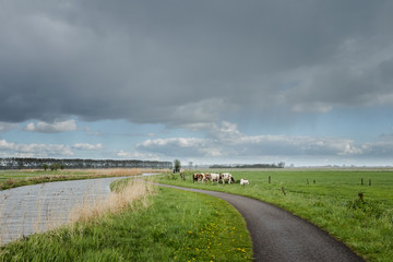 Fototapeta na wymiar Dutch landscape panorama with cows in the countryside. Pastures along a canal in the distance cycling people. Beautiful blue sky and clouds.