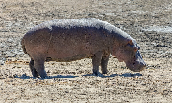 A hippos grazing on the banks of the Chibo river (national reserve) - Botswana, South-Western Africa