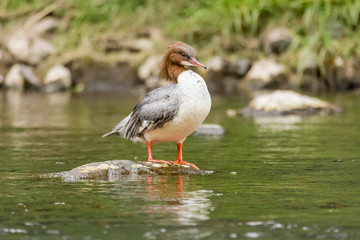Goosander (Mergus merganser) female. Sawbill duck in the family Anatidae, with crest and serated bill, on the River Taff, Cardiff, UK