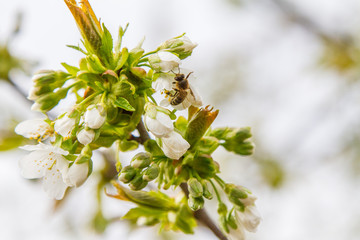 Blossomed flowers in the gardens of Ukraine. April 2017