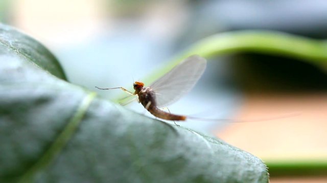 Closeup of Mayfly  (Ephemeroptera) - back-light
