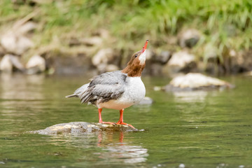 Goosander (Mergus merganser) female drinking. Sawbill duck in the family Anatidae, with crest and serated bill, on the River Taff, Cardiff, UK