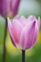 Pink Tulip flower isolated, blooming in a warm morning Sun, with with one pink tulip, yellow flowers, and bright green grass in soft focus at the background.