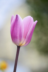 Pink Tulip flower isolated, blooming in a warm morning Sun, with light Spring colors in soft focus at the background.