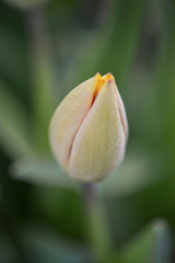 Tulip flower bud isolated, with dense leaves and light shadows in soft focus at the background.