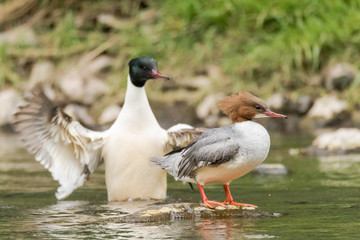 Goosander (Mergus merganser) pair. Sawbill ducks in the family Anatidae, with crests and serated bills, on the River Taff, Cardiff, UK