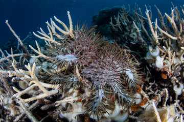 Crown of Thorns Starfish Feeding on Staghorn Coral