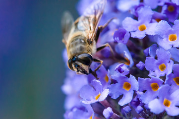 Bee on blue flowers