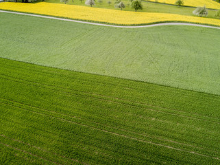 Fototapeta premium Aerial view of crop fields with rapeseed