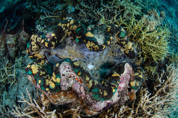 Naklejka na ściany i meble An Endangered Giant Clam Growing in Palau