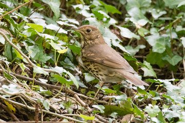 Mistle thrush (Turdus viscivorus) foraging amongst ivy. Large bird in the family Turdidae hunting for food on the ground in Cardiff, Wales, UK