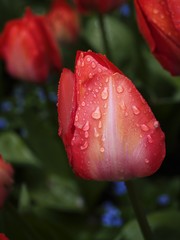 Tulip head after the rain, covered in raindrops