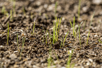 Lawn sprouts closeup