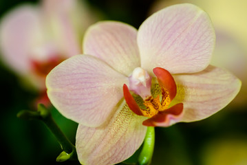 Fototapeta na wymiar Orchid .Flower backgroun. Closeup