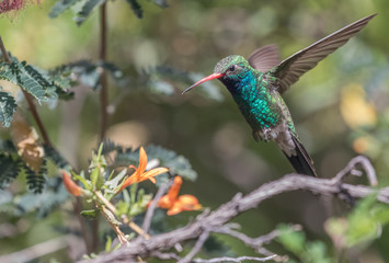 Male Broad-billed Hummingbird