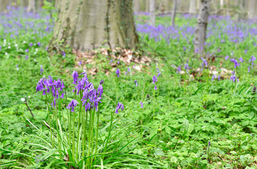 Bluebells flowers during springtime in Hallerbos, Halle, Belgium