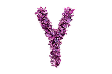 Flower letter lilac or purple color isolated on white background . Letter Y