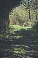Spring forest road