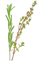 Fototapeta premium Thyme and rosemary sprigs isolated on a white background, Spices