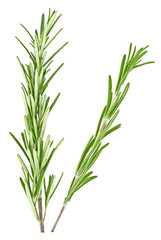 Two fresh twigs of rosemary on a white background