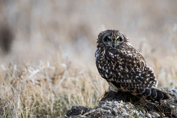 Short Eared Owl on the Prairies in Spring 