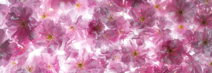 Panele Szklane Podświetlane  sakura flowers