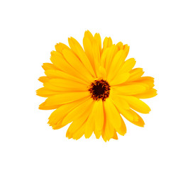 Calendula. Marigold flower on a white background.