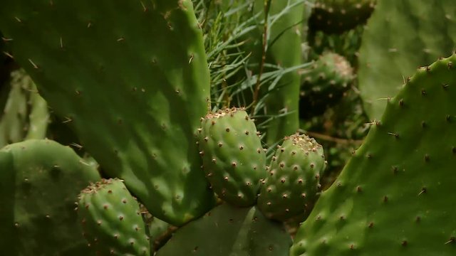 PERU: close up of a Cactus with indian figs (Barbary fig) in andean scenery of Peru near Cuzco. Nature Video Footage in HD resolution.