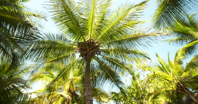Palm trees in tropes in Peru near Tarapoto.  