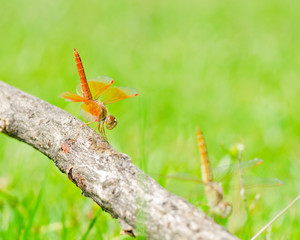 Dragonfly in nature.
