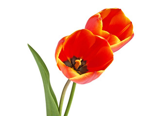 Spring bouquet. Two red tulips on a white background.
