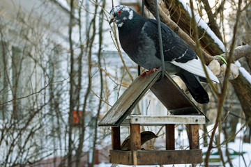 The dove on the bird feeder.
