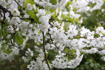 Spring white sweet cherries blossoms