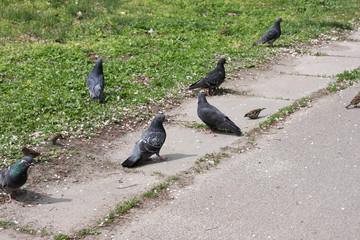 Pigeons in the street