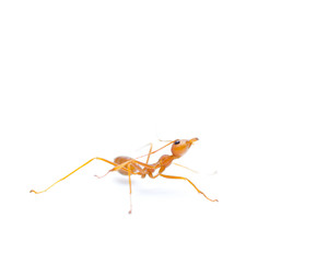 Red ant on white background.
