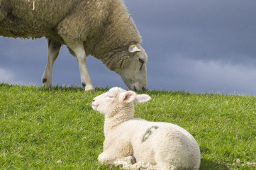 Obraz na płótnie Canvas Sheep, lamb at nordfriesland