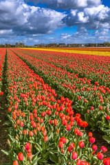 Fototapeta na wymiar Beautiful tulip fields in Lisse in the Netherlands. This fields are near the Keukenhof and the best season for tulips are April and May.